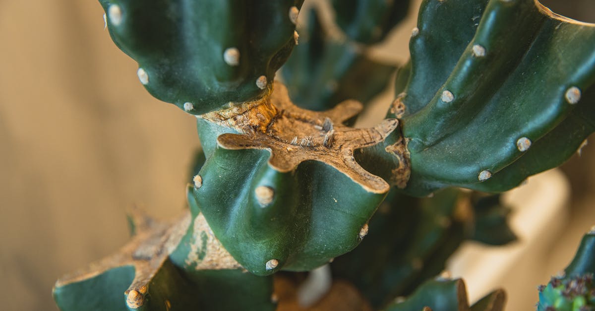 Where do I buy a large amount of dried vegetables? - High angle closeup of Cereus repandus cactus with cut stems native to arid regions