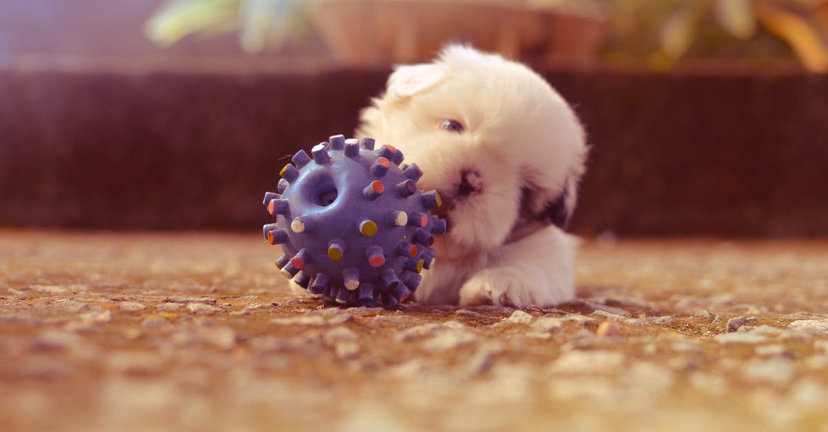 Where to get or how to make hollow sugar balls? - Puppy Playing With Spiky Ball Toy Selective Focus Photography Where to get or how to make hollow sugar balls? - Puppy Playing With Spiky Ball Toy Selective Focus Photography