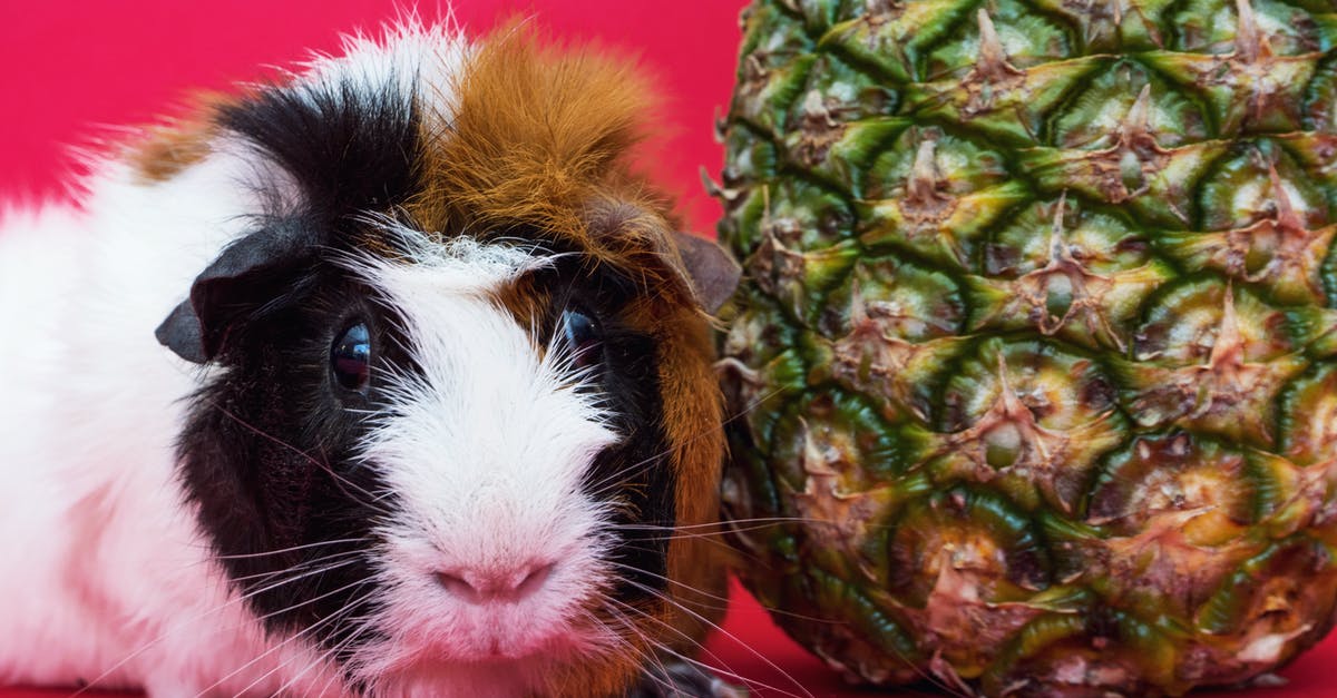 Which breeds of pigs are suitable for bacons? - Guinea Pig and Pineapple Fruit Which breeds of pigs are suitable for bacons? - Guinea Pig and Pineapple Fruit