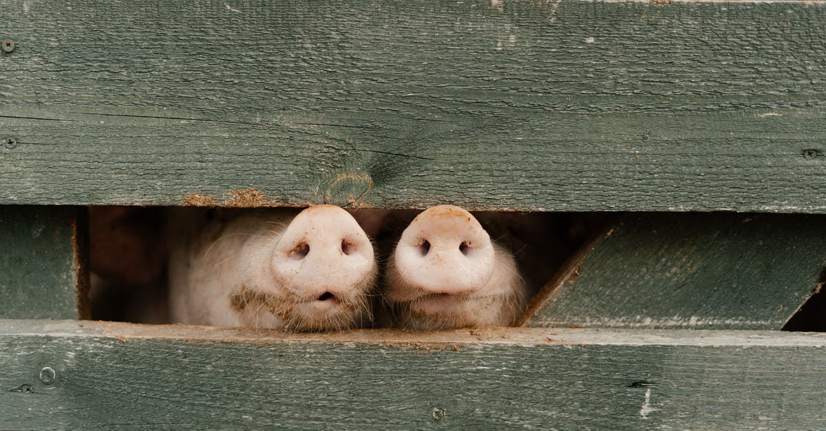 Which breeds of pigs are suitable for bacons? - Pigs on Wooden Pigpen Which breeds of pigs are suitable for bacons? - Pigs on Wooden Pigpen