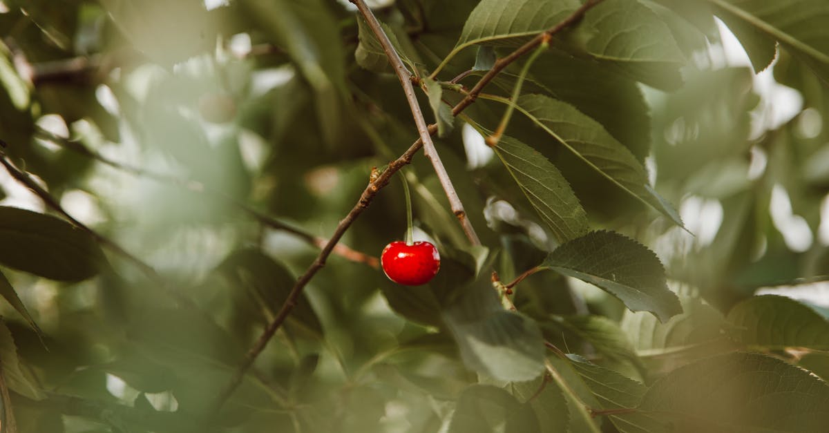 Which cherries do I use for cherry pie - Red Cherry Hanging Tree Branch 