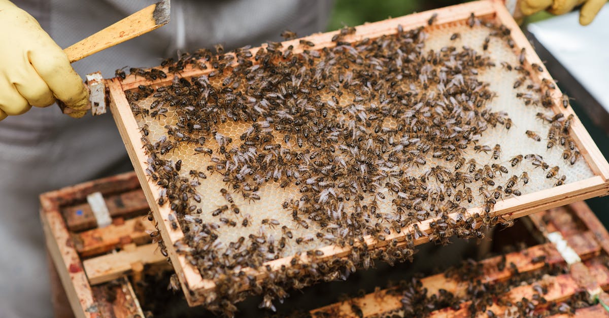 Which honey has higher quality - Crop anonymous beekeeper in gloves holding honeycomb with bees while working in apiary Which honey has higher quality - Crop anonymous beekeeper in gloves holding honeycomb with bees while working in apiary