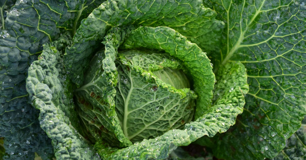Which leaves of Savoy cabbage to use in smoothies? - Focus Photography of Green Cabbage Which leaves of Savoy cabbage to use in smoothies? - Focus Photography of Green Cabbage