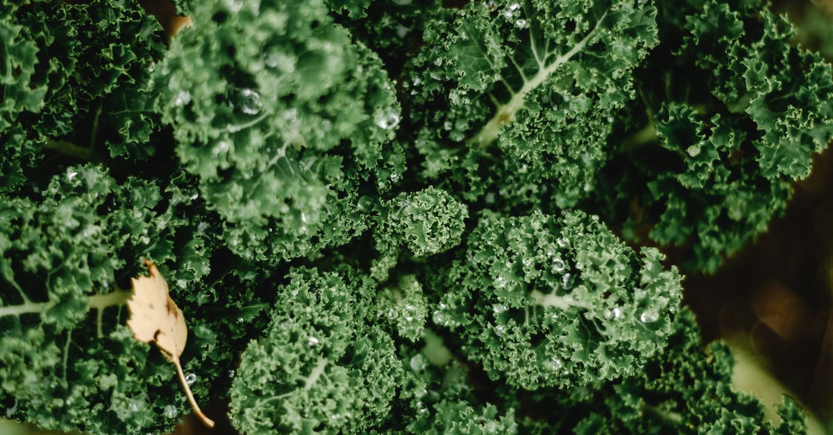 Which leaves of Savoy cabbage to use in smoothies? - Green Plant in Close Up Photography Which leaves of Savoy cabbage to use in smoothies? - Green Plant in Close Up Photography