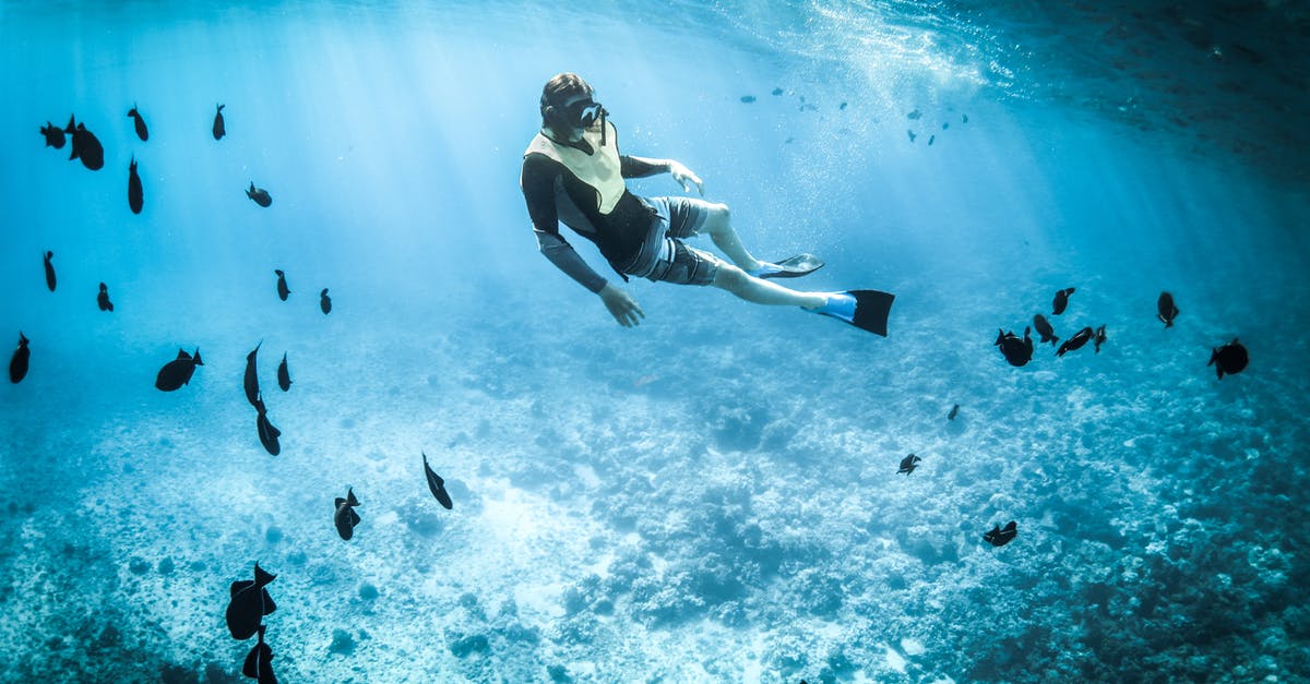 Which part of blue fish is not edible? - Photo of a Person Snorkeling Which part of blue fish is not edible? - Photo of a Person Snorkeling