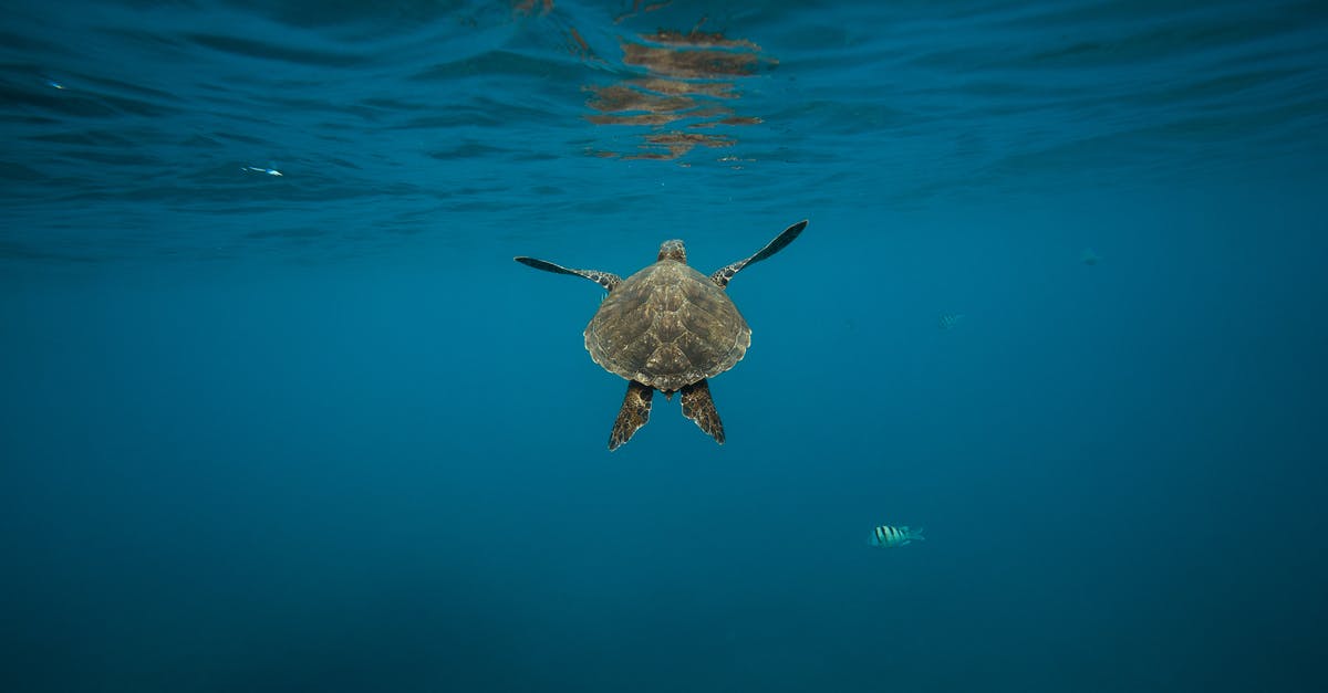 Which part of blue fish is not edible? - Gray Turtle Which part of blue fish is not edible? - Gray Turtle