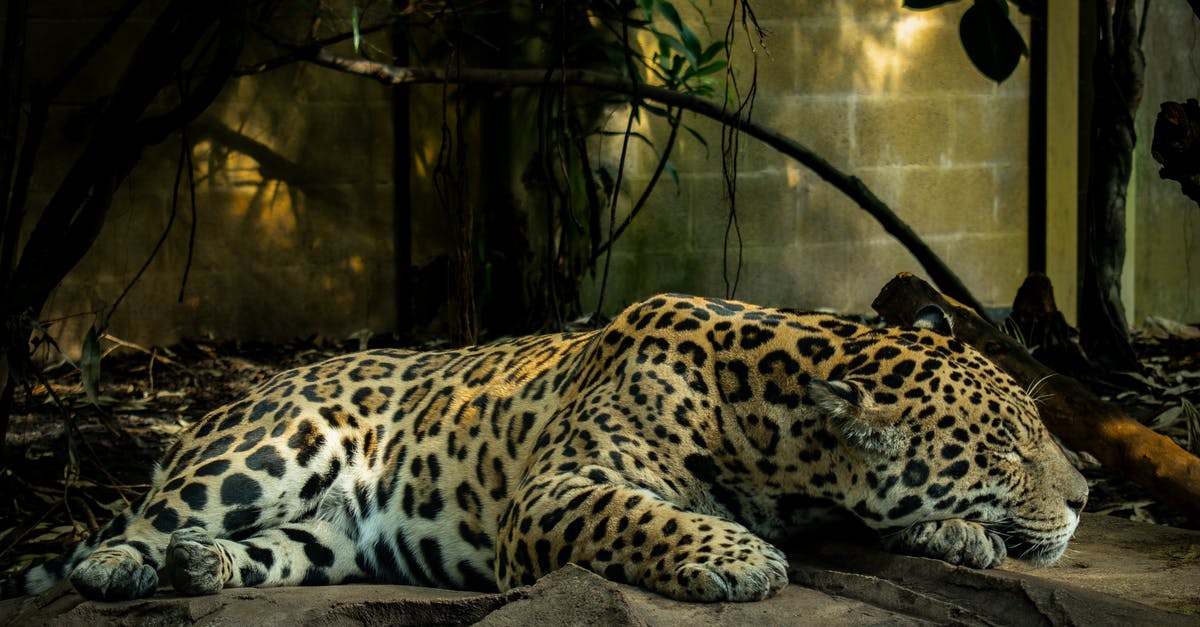 Who originated the dangerous avocado-pitting technique? - Leopard Lying on Brown Rock Who originated the dangerous avocado-pitting technique? - Leopard Lying on Brown Rock
