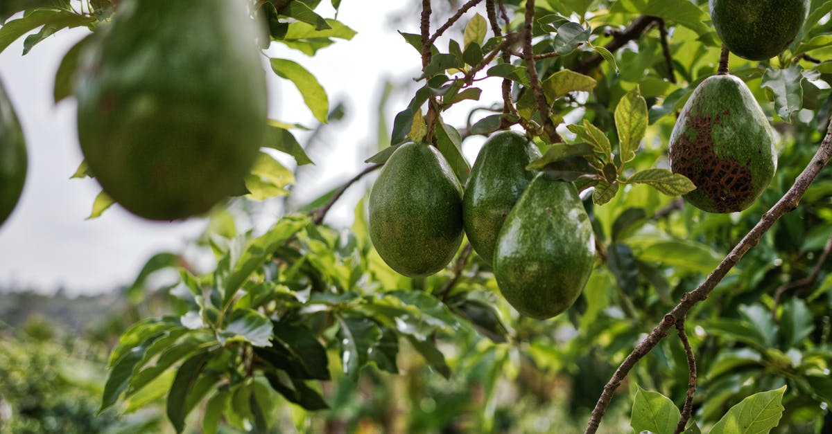 Why are avocados so expensive? - Avocado Fruits Hanging on Tree Why are avocados so expensive? - Avocado Fruits Hanging on Tree