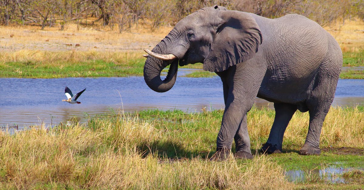Why are multiple infusions of tea better than one large one - Elephant on Green Grass Field Why are multiple infusions of tea better than one large one - Elephant on Green Grass Field