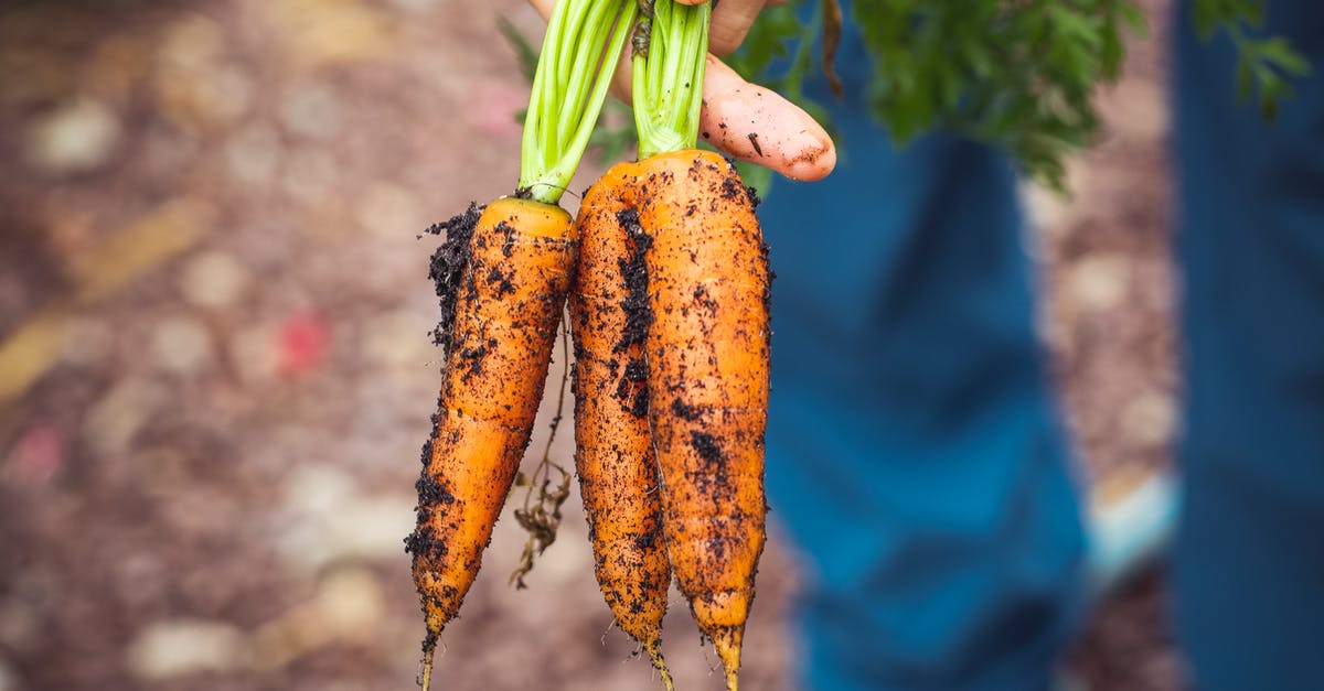Why are non-orange coloured carrots so uncommon? - Person Holding Brown and Green Vegetable Why are non-orange coloured carrots so uncommon? - Person Holding Brown and Green Vegetable