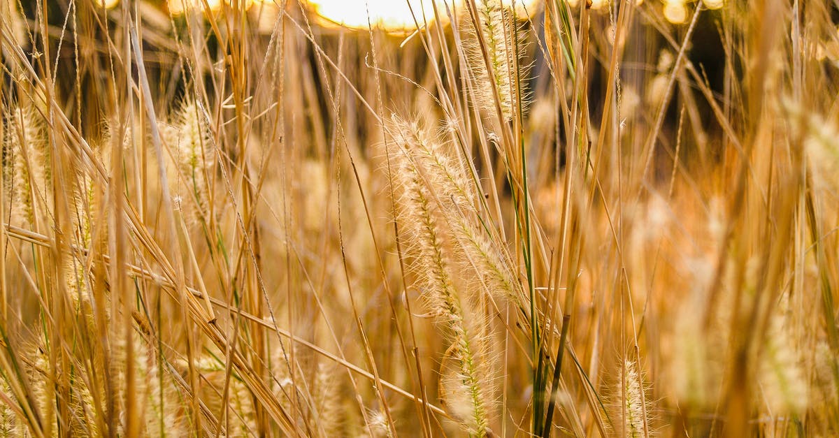 Why are there caraway seeds in rye bread? - Macro Photography of Green Grass Why are there caraway seeds in rye bread? - Macro Photography of Green Grass