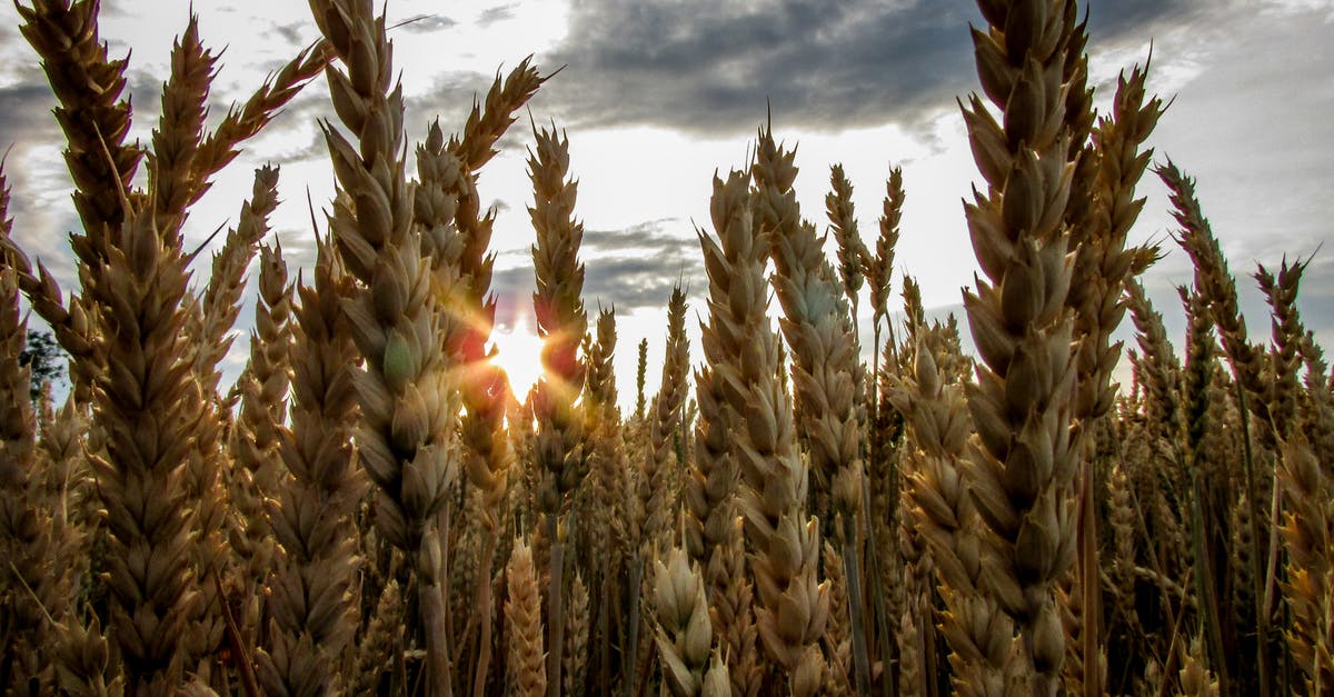 Why are there caraway seeds in rye bread? - Brown Wheat Field Under Blue Cloudy Sky Why are there caraway seeds in rye bread? - Brown Wheat Field Under Blue Cloudy Sky