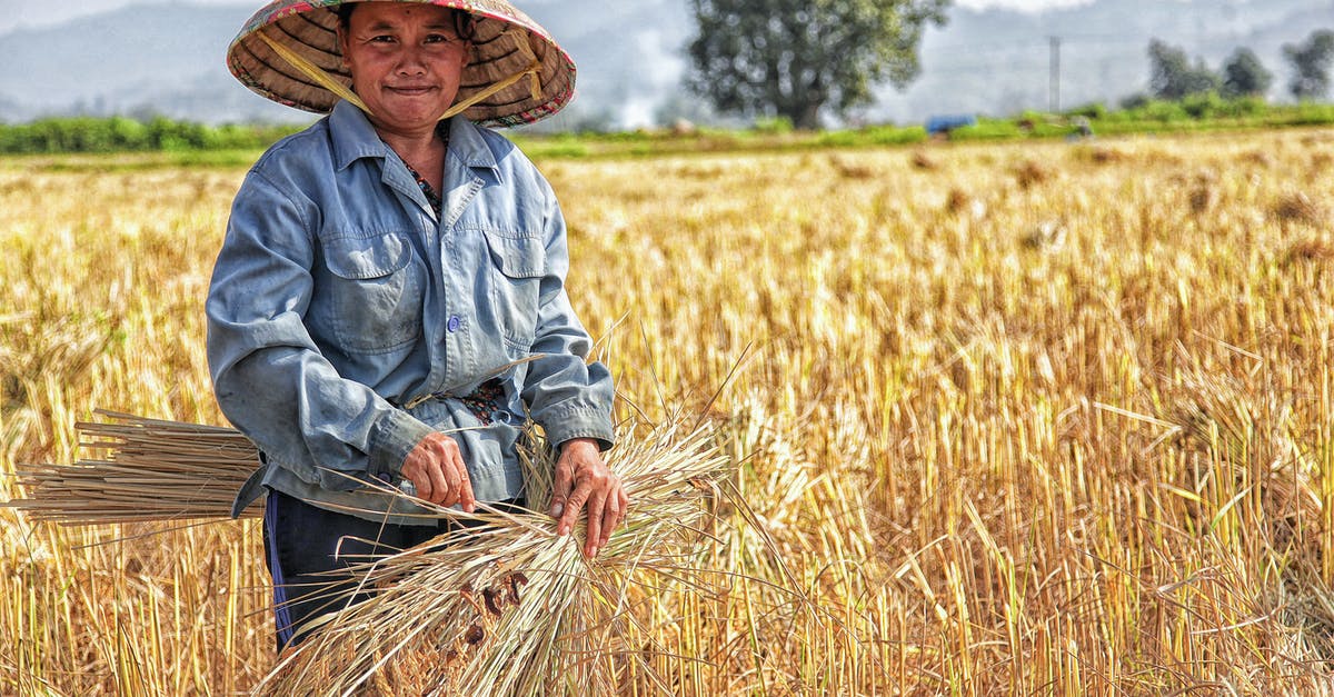 Why are there caraway seeds in rye bread? - Woman Picking Plant on Field Why are there caraway seeds in rye bread? - Woman Picking Plant on Field