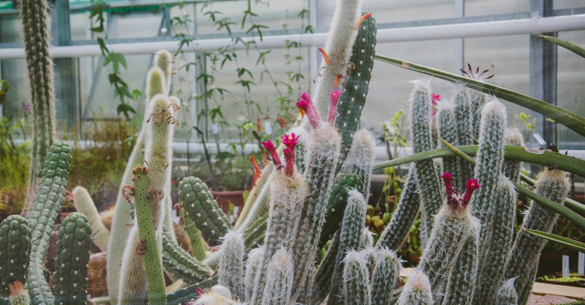 Why are there spikes growing out of my ice tray? - White and Pink Cactus Plants Why are there spikes growing out of my ice tray? - White and Pink Cactus Plants