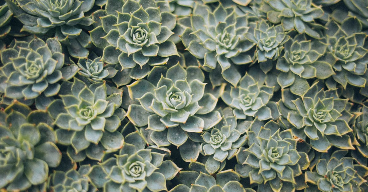 Why are there spikes growing out of my ice tray? - Aerial View Photography of Succulent Plants Why are there spikes growing out of my ice tray? - Aerial View Photography of Succulent Plants