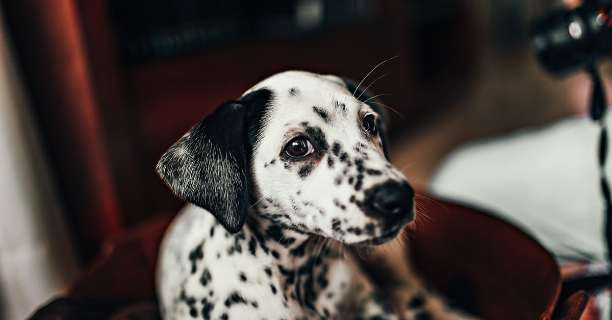 Why are there white spots appearing on segments of canned tangerines? - White And Black Dalmatian On Red Chair Why are there white spots appearing on segments of canned tangerines? - White And Black Dalmatian On Red Chair