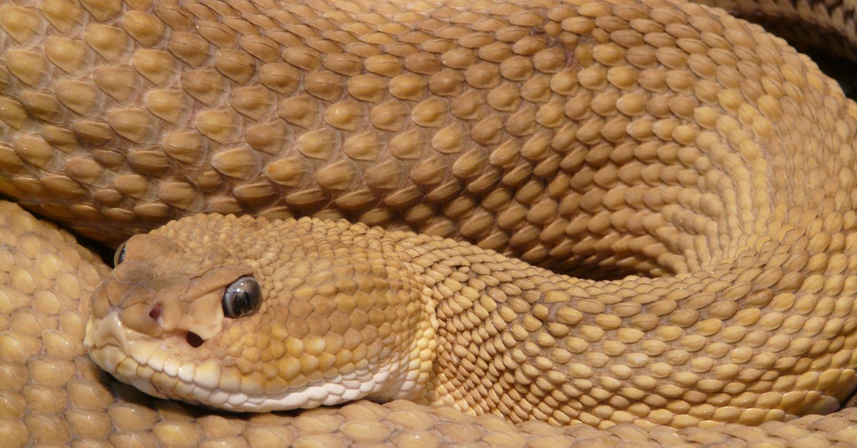 Why can't I scale up jam/jelly recipes? - Brown Viper Snake