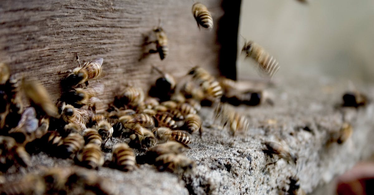 Why did Honey Kiss Melon from the U.S. sting my mouth? - Swarm of bees making honey in hive