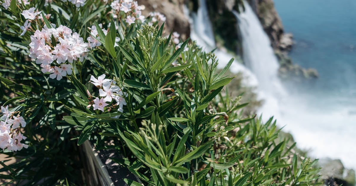 Why did my Chickpea water congeal? - Green Plant With White Flowers Why did my Chickpea water congeal? - Green Plant With White Flowers
