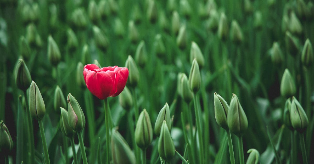Why did my omelette turn out different than usual? - selective focus photo of a red tulip flower Why did my omelette turn out different than usual? - selective focus photo of a red tulip flower