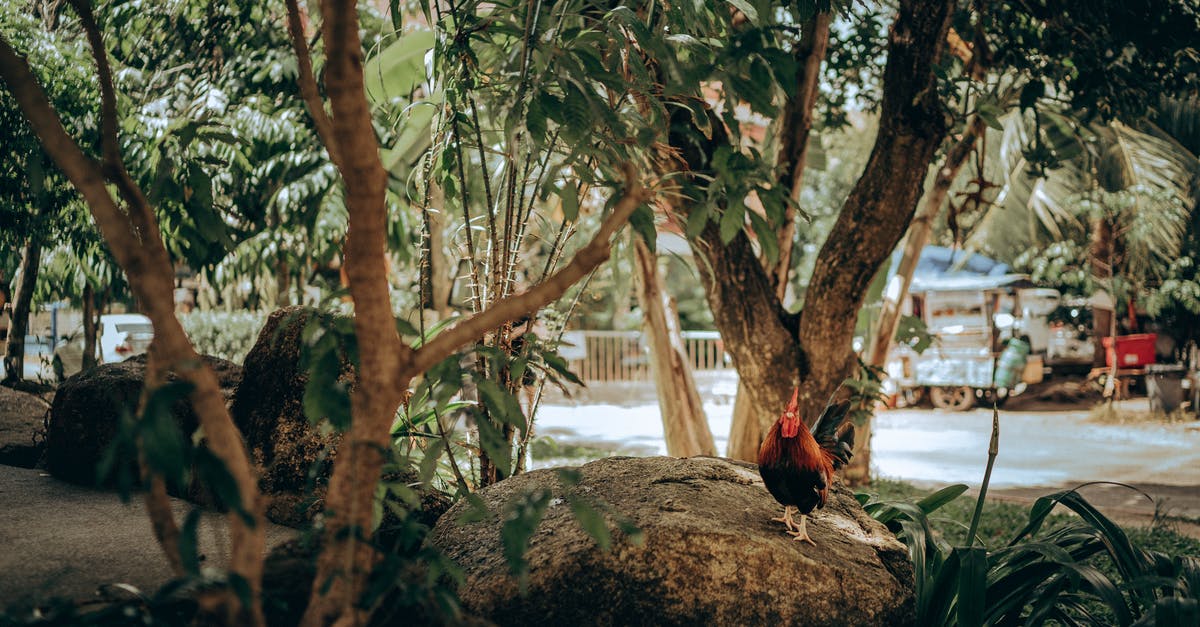 Why do chicken wings turn chewy if cooled between cookings? - Rooster on Top of Boulder Why do chicken wings turn chewy if cooled between cookings? - Rooster on Top of Boulder