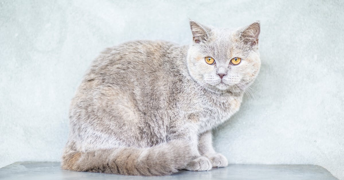 Why do Irish & British sausages have soft casings? - British serious furry kitty with fluffy tail and black nose looking away on gray background Why do Irish & British sausages have soft casings? - British serious furry kitty with fluffy tail and black nose looking away on gray background