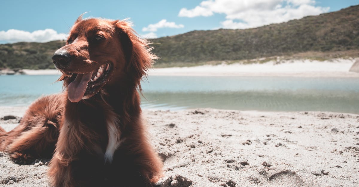 Why do Irish & British sausages have soft casings? - Purebred Irish Setter lying on sandy embankment of river under bright blue sky with clouds Why do Irish & British sausages have soft casings? - Purebred Irish Setter lying on sandy embankment of river under bright blue sky with clouds