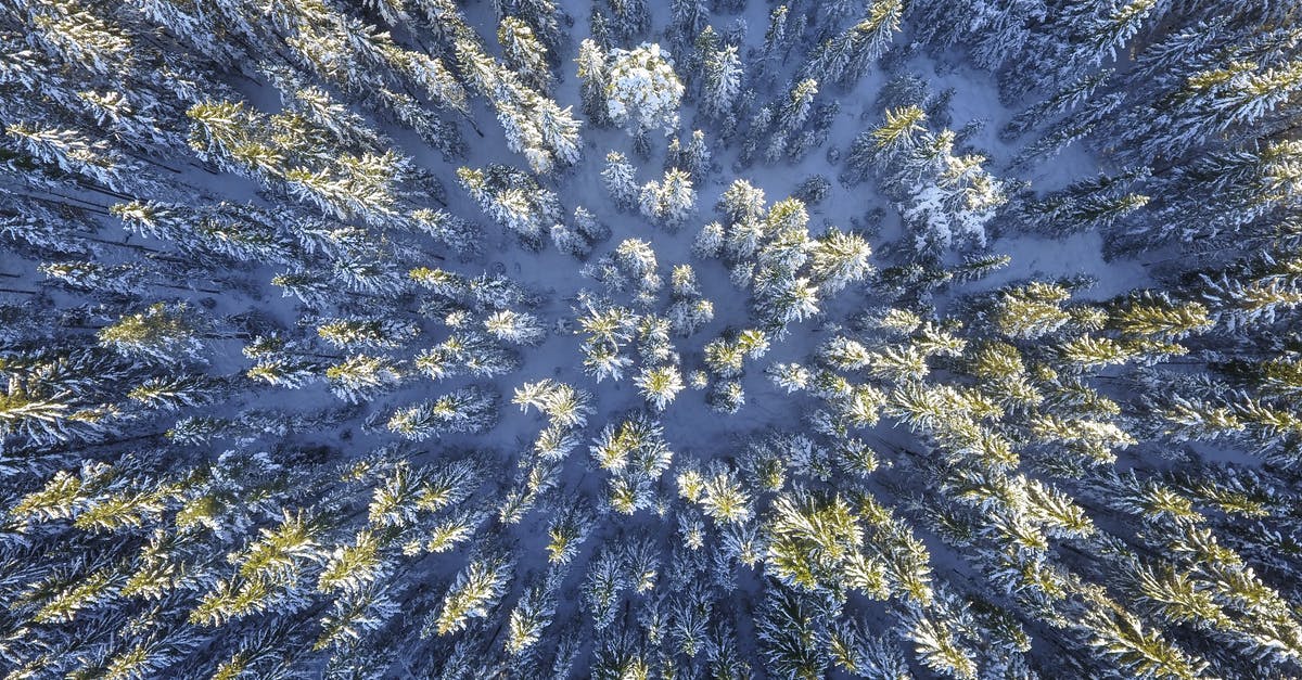 Why do mushrooms freeze in fridge at temps above freezing? - Aerial Photography of Green Leafed Trees Why do mushrooms freeze in fridge at temps above freezing? - Aerial Photography of Green Leafed Trees