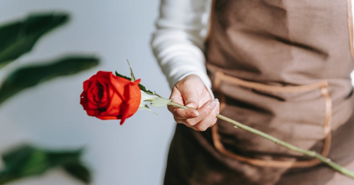 Why do my stored cashews smell like fish? - Crop anonymous female florist in apron standing in floral shop with blooming red rose Why do my stored cashews smell like fish? - Crop anonymous female florist in apron standing in floral shop with blooming red rose