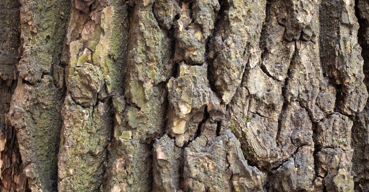 Why do my teriyaki steaks come out hard and dry? - Closeup textured background of tree trunk surface with rough bark and deep cracks Why do my teriyaki steaks come out hard and dry? - Closeup textured background of tree trunk surface with rough bark and deep cracks