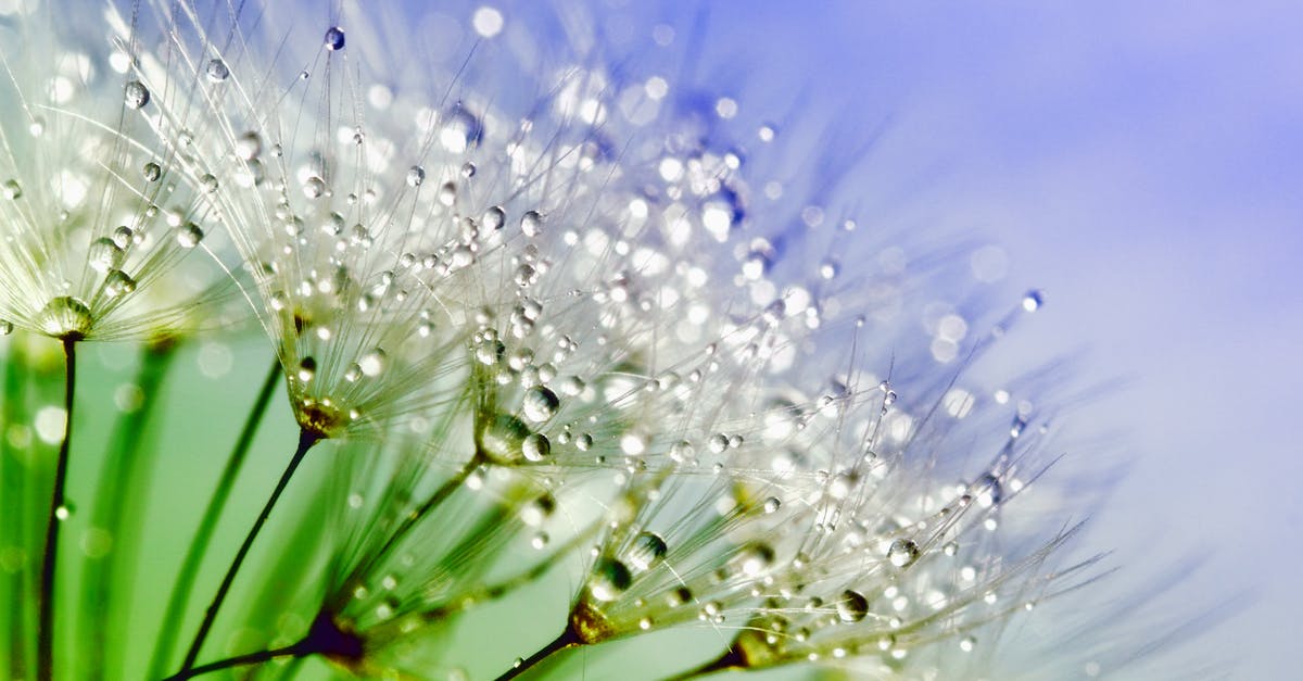 Why do some green gram seeds float on water while some don't? - White Flowers With Water Droplets in Macro Shot