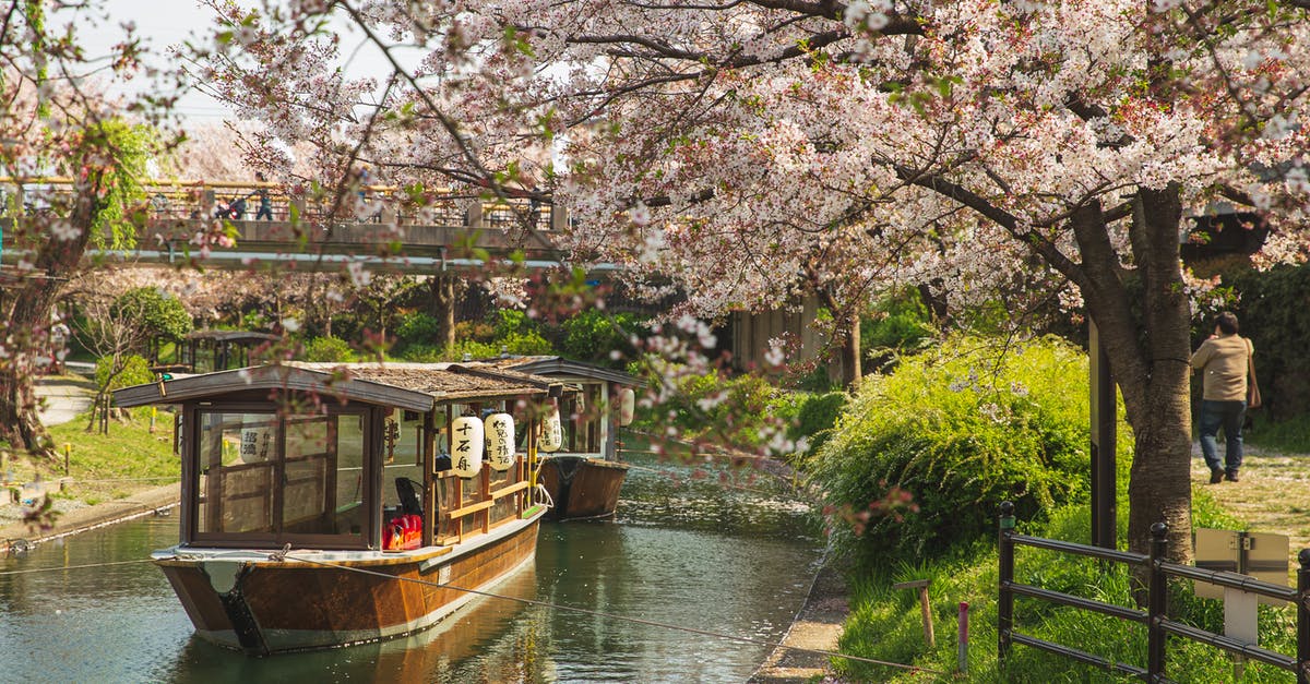 Why do some green gram seeds float on water while some don't? - Picturesque scenery of calm river channel with floating oriental boats located in green park with Cherry blossom in sunny day