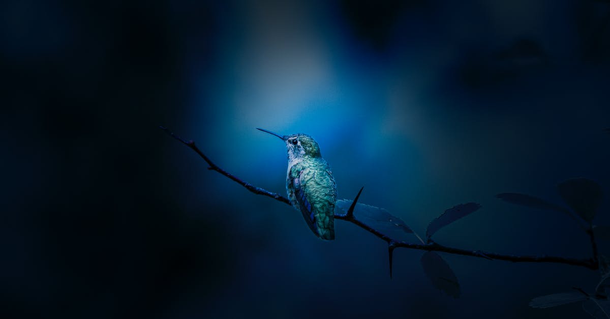 Why do some melons contain removeable dark tiny bits? - Bird Perched on Tree Branch Why do some melons contain removeable dark tiny bits? - Bird Perched on Tree Branch