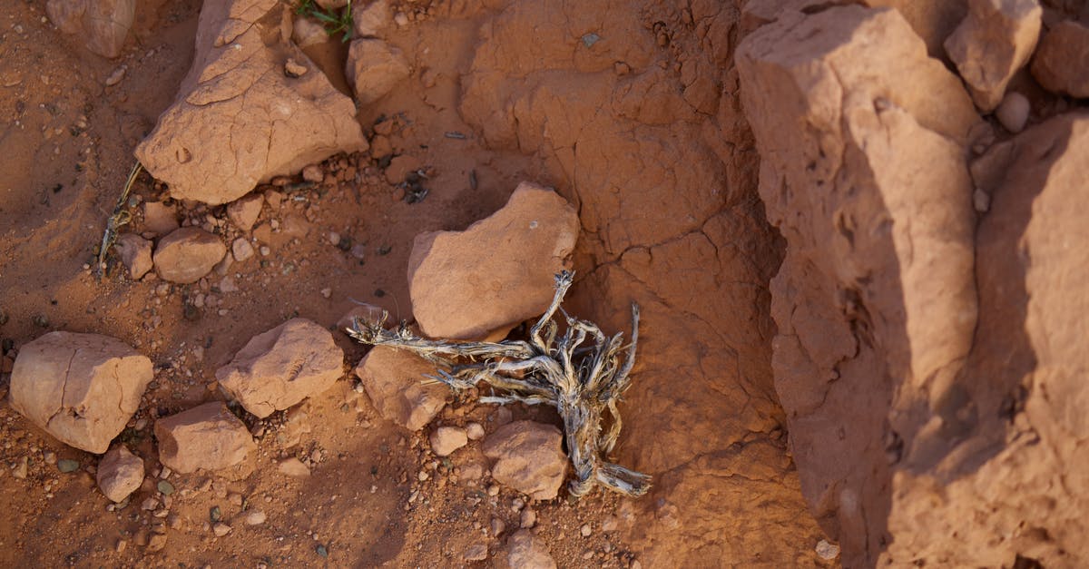 Why do some powders clump in hot water? - From above of gray dry plant placed on red sand surface of desert area during hot dry day
