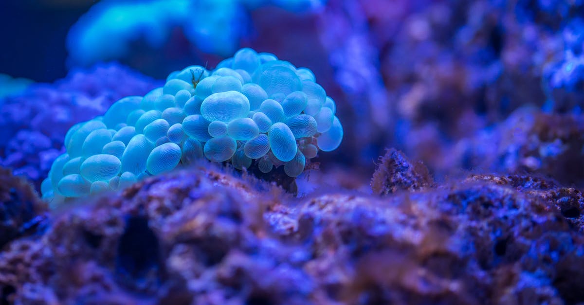 Why does adding sugar/salt causes water to release? - Macro Photography of Bubble Coral Why does adding sugar/salt causes water to release? - Macro Photography of Bubble Coral