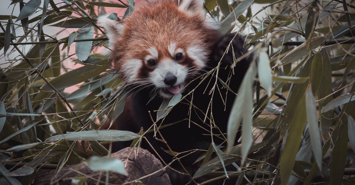 Why does Black Gram Batter turn fluffy only when stone ground? - Red panda eating bamboo leaves in zoo Why does Black Gram Batter turn fluffy only when stone ground? - Red panda eating bamboo leaves in zoo