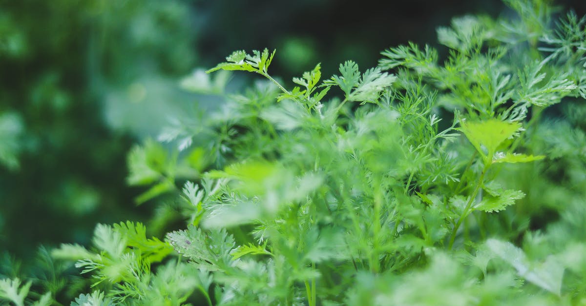 Why does fresh coriander deteriorate so quickly? - Green Coriander Leaves Why does fresh coriander deteriorate so quickly? - Green Coriander Leaves