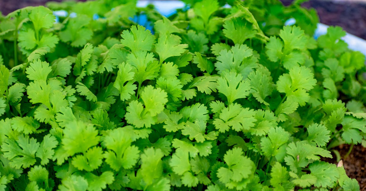 Why does fresh coriander deteriorate so quickly? - Close-Up Shot of Coriander Why does fresh coriander deteriorate so quickly? - Close-Up Shot of Coriander