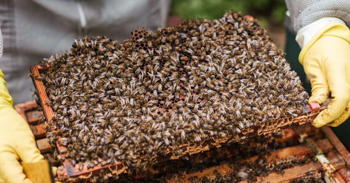 Why does honey stored with the comb last longer? - Crop unrecognizable farmer in protective gloves demonstrating honeycomb with flock of bees while standing near beehive Why does honey stored with the comb last longer? - Crop unrecognizable farmer in protective gloves demonstrating honeycomb with flock of bees while standing near beehive