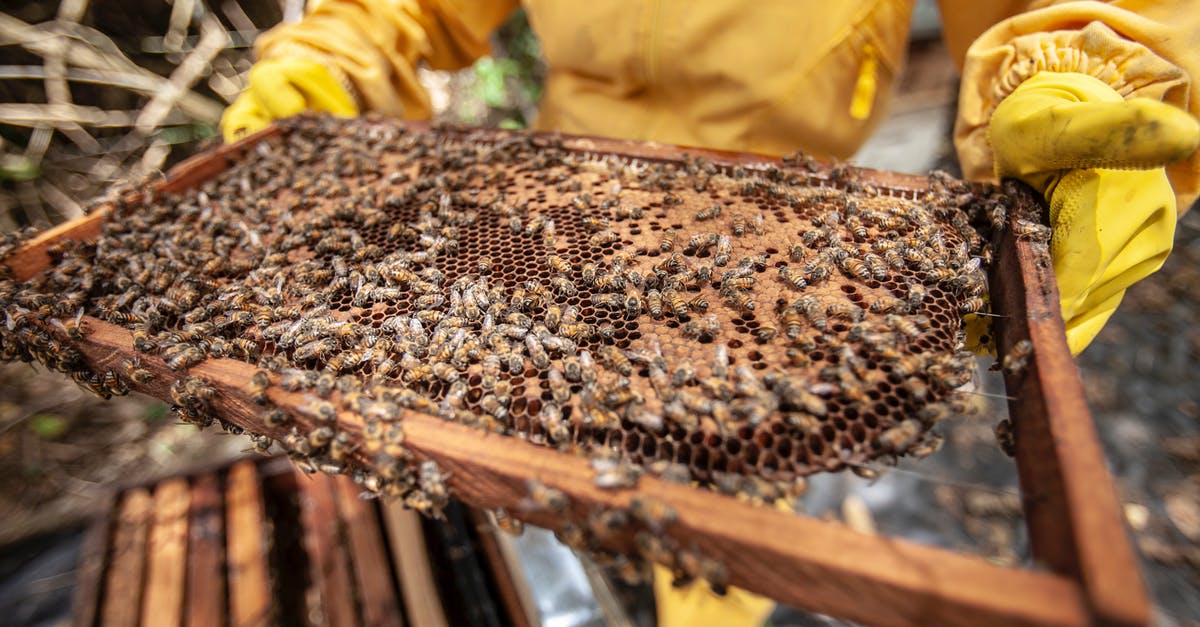 Why does honey stored with the comb last longer? - Close Up Photo of Bees Why does honey stored with the comb last longer? - Close Up Photo of Bees
