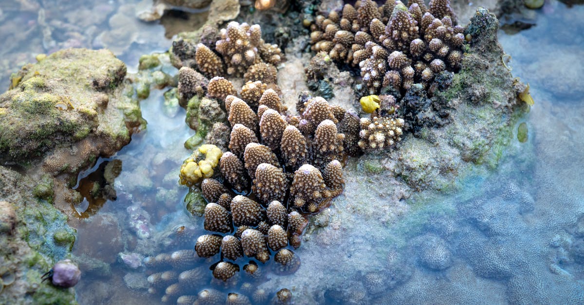 Why does my bread rise unevenly or from the bottom in the oven? - From above wet uneven colorful coral reefs washed by shallow calm seawater in daylight Why does my bread rise unevenly or from the bottom in the oven? - From above wet uneven colorful coral reefs washed by shallow calm seawater in daylight