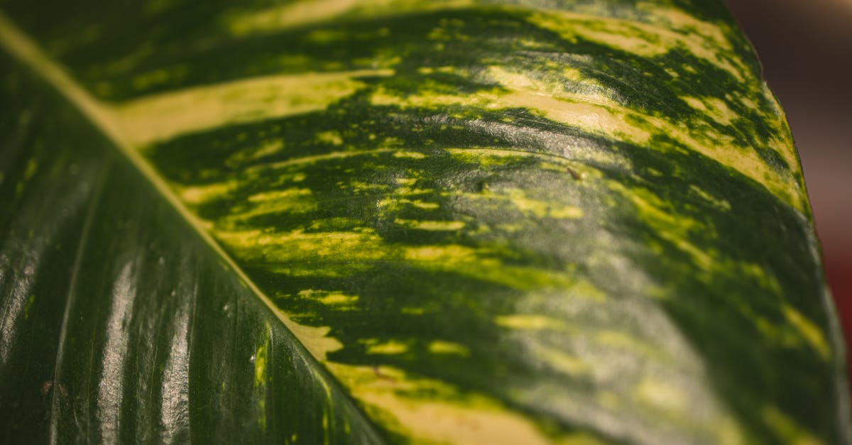 Why does my cupcake texture end up with a watery-scrambled egg texture, with a sulfurish smell - Closeup of textured green leaf of exotic plant with veins growing in garden Why does my cupcake texture end up with a watery-scrambled egg texture, with a sulfurish smell - Closeup of textured green leaf of exotic plant with veins growing in garden