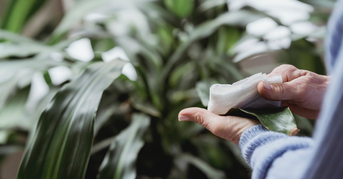 Why does my fondue call to wipe the pot with garlic? - Crop woman wiping leaves of green plant at home Why does my fondue call to wipe the pot with garlic? - Crop woman wiping leaves of green plant at home