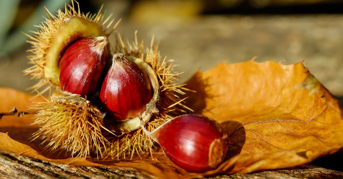 Why does my German nut strudel fall apart? - Horse Chestnut on Brown Surface Why does my German nut strudel fall apart? - Horse Chestnut on Brown Surface