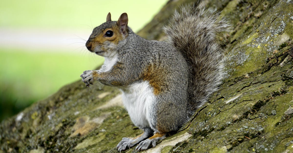Why does my German nut strudel fall apart? - Squirrel on Trunk Why does my German nut strudel fall apart? - Squirrel on Trunk