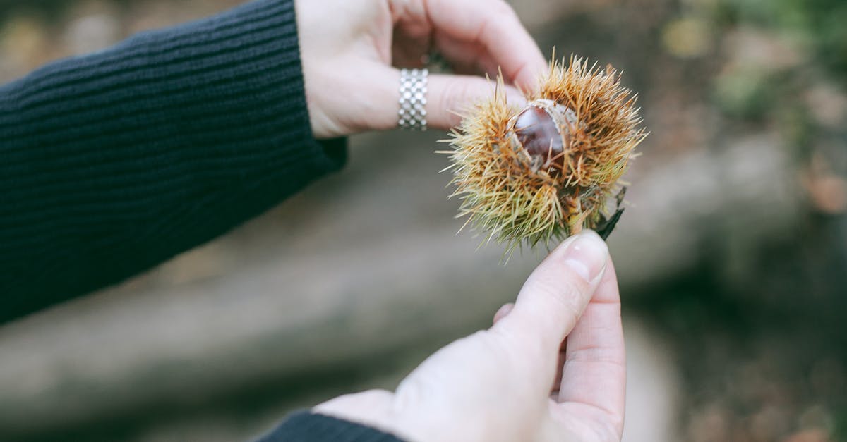 Why does my German nut strudel fall apart? - Faceless female with Castanea sativa plant in hand resting in forest Why does my German nut strudel fall apart? - Faceless female with Castanea sativa plant in hand resting in forest