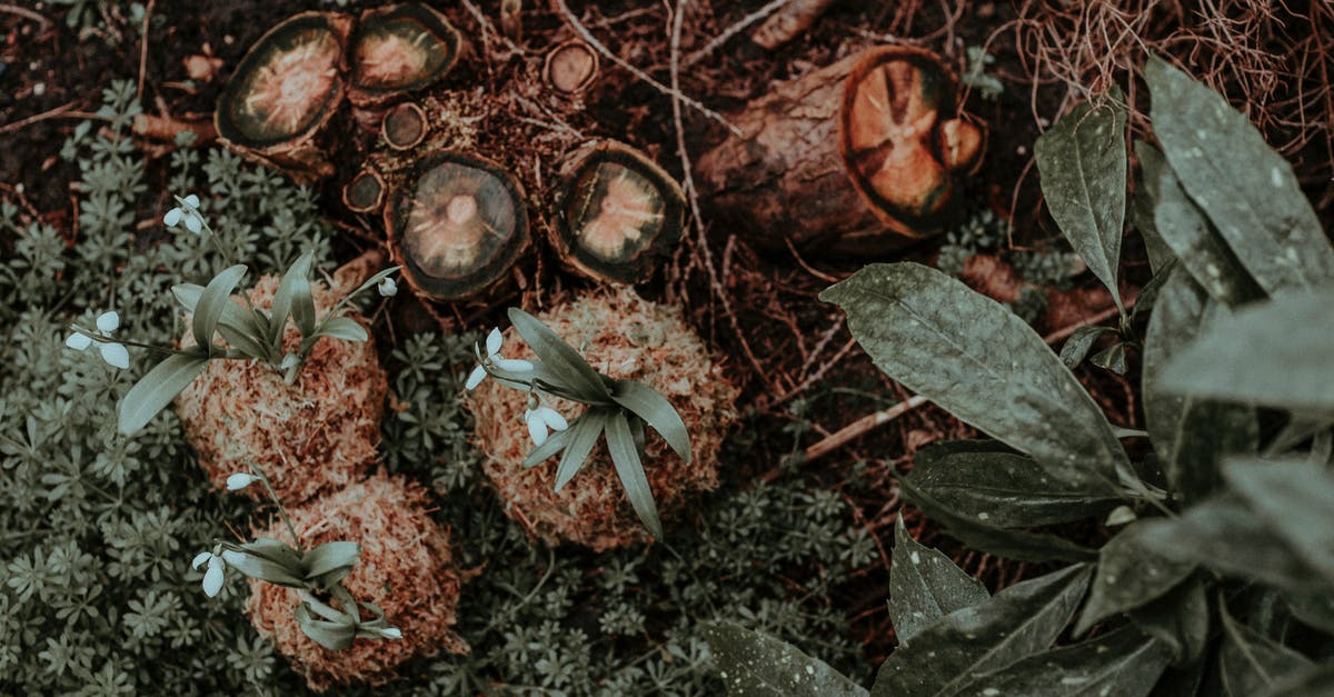 Why does my Wonder Pot now bake unevenly? - High angle of green leaves and plants near small tree stumps and delicate snowdrops in exotic forest Why does my Wonder Pot now bake unevenly? - High angle of green leaves and plants near small tree stumps and delicate snowdrops in exotic forest