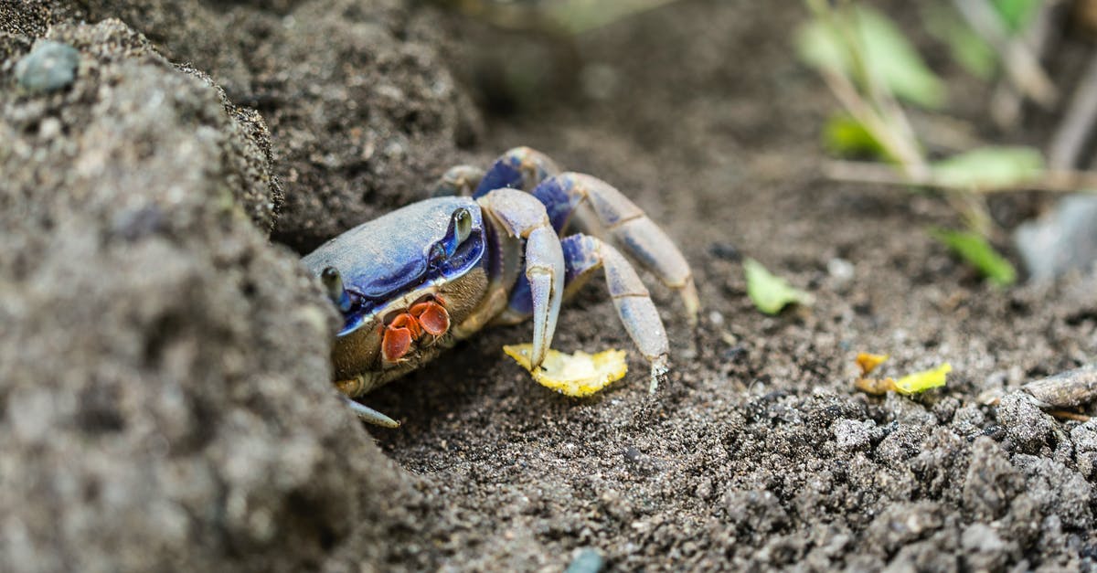 Why does Phillips Crab taste like chemicals, unlike M&S's Orkney Crab that tastes natural? - Small blue crab creeping on rough rocky terrain in wild nature in daylight Why does Phillips Crab taste like chemicals, unlike M&S's Orkney Crab that tastes natural? - Small blue crab creeping on rough rocky terrain in wild nature in daylight