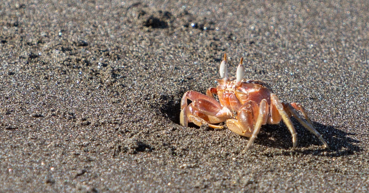 Why does Phillips Crab taste like chemicals, unlike M&S's Orkney Crab that tastes natural? - Brown Crab on Gray Sand Why does Phillips Crab taste like chemicals, unlike M&S's Orkney Crab that tastes natural? - Brown Crab on Gray Sand