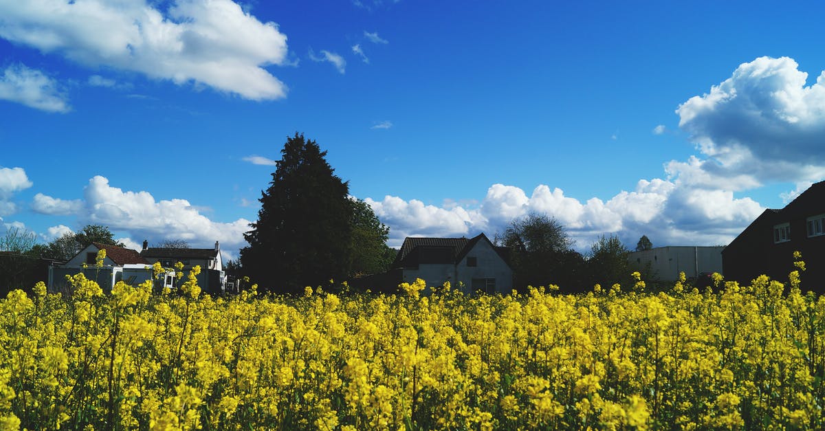 Why does rapeseed oil turn sticky but coconut oil doesn't? - Yellow Rapeseed Flower Field Under Blue Sky Why does rapeseed oil turn sticky but coconut oil doesn't? - Yellow Rapeseed Flower Field Under Blue Sky